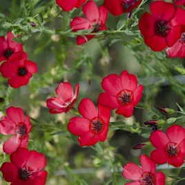 len-czerwony-wielkokwiatowy-nasiona-1g