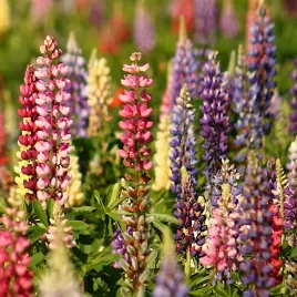 lubin-trwaly-ogrodowy-russel-mieszanka-nasiona