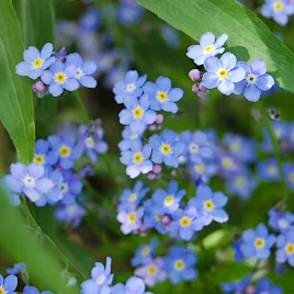 niezapominajka-alpejska-niebieskia-nasiona