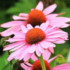 rudbekia-purpurowa-rozowa-nasiona