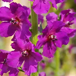 dziewanna-mieszanka-gatunkow-wieloletnich-nasiona