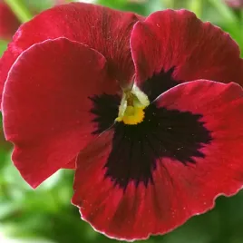 bratek-ogrodowy-wielkokwiatowy-mix-nasiona-02g