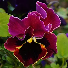 bratek-szwajcarski-wielkokwiatowy-mix-nasiona