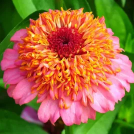 cynia-wytworna-skabiozowa-mieszanka-nasiona