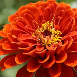 cynia-wytworna-daliowa-mieszanka-nasiona