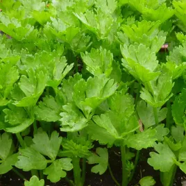 seler-naciowy-gewone-nasiona-po-scieciu-odrasta