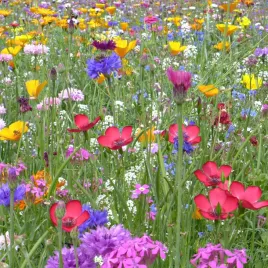 mieszanka-kwiatow-dla-pszczol-nasiona-5g