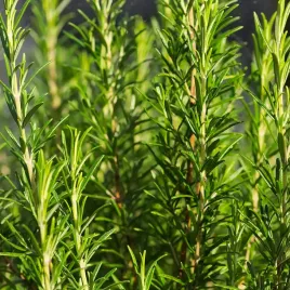 rozmaryn-lekarski-ziola-nasiona-wieloletni-duza-sila-kielkownia-torseed