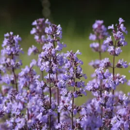 kocimietka-nasiona-bylina-anty-komar