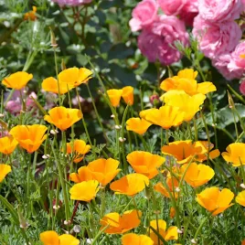 maczek-kalifornijski-rabatki-i-obwodki-nasiona