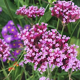 werbena-patagonska-argentynska-nasiona-kwiatow