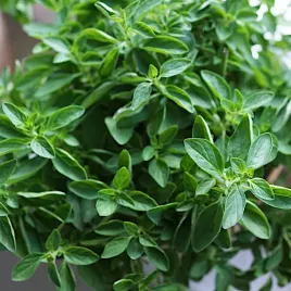 oregano-greckie-nasiona-ziol-biale-torseed