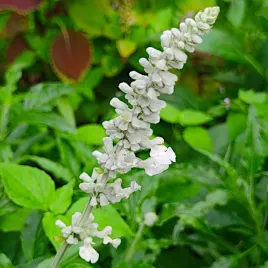 szalwia-omaczona-biala-nasiona-05g-torseed