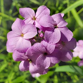 wieczornik-damski-pachnacy-wysokie-kwiaty-nasiona