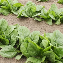 szpinak-matador-nasiona-na-tasmie-7m-vilmorin