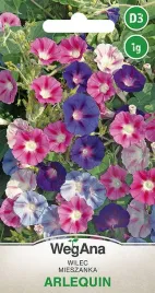 wilec-arlequin-nasiona-kwitnie-lipiec-pazdziernik