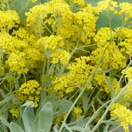 smagliczka-skalna-zolta-nasiona-vilmorin