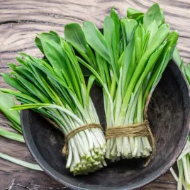 czosnek-niedzwiedzi-nasiona-ziola-roslina-przyprawowa-wieloletania-wegana