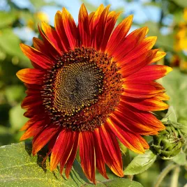 slonecznik-nasiona-pomaranczowo-czerwony