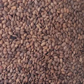 seradela-poplon-kwalifikat-c1-nasiona-1kg