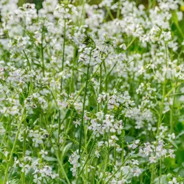 rzodkiew-oleista-na-poplon-c1-kwalifikat-1kg