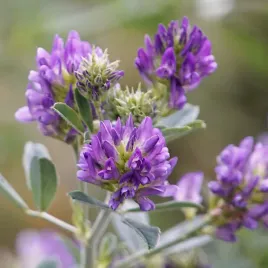 lucerna-siewna-laka-nasiona-kwalifikat-poplon-1kg