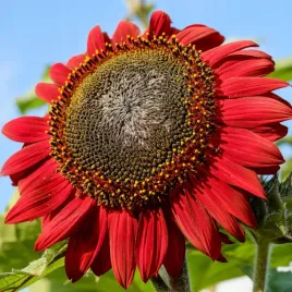 slonecznik-ozdobny-mieszanka-odmian-i-kolorow-100g