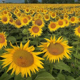 slonecznik-taiyo-ozdobny-nasiona-1-kg-wysoki-pod-dotacje