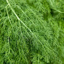 koper-moravan-mocno-krzewiacy-nasiona-kopru