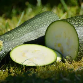 cukinia-nefertiti-dynia-zielona-nasiona-warzyw