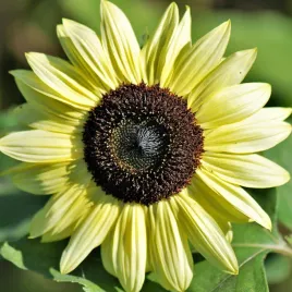 slonecznik-ozdobny-vanilla-ice-nasiona