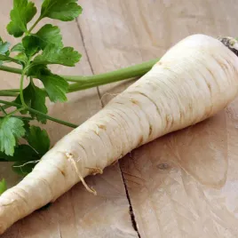 pietruszka-cukrowa-nasiona-5g