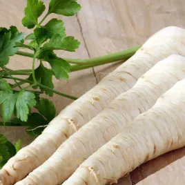 pietruszka-korzeniowa-halblange-berlinska-5g