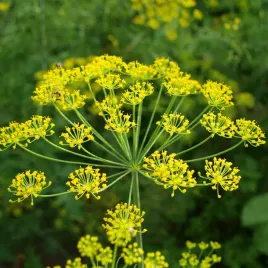 koper-do-kiszenia-ogorkow-hanak-nasiona-wczesny-5g-wegana