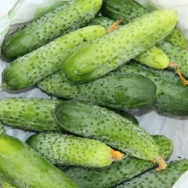 ogorek-sremski-gruntowy-wczesny-odporny-nasiona