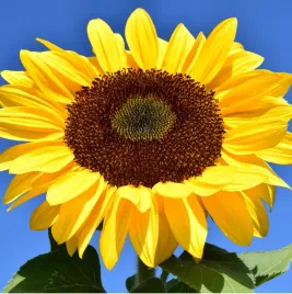 slonecznik-ogrodowy-jadalny-nasiona-wysoki-10g