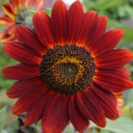 slonecznik-czerwony-red-sun-ozdobny-nasiona