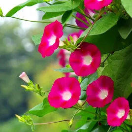 mieszanka-pnaczy-na-balkony-altany-kwiatow-2g