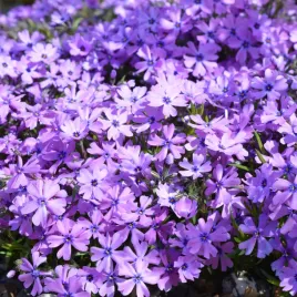 mieszanka-do-ogrodow-skalnych-wieloletnia-1g