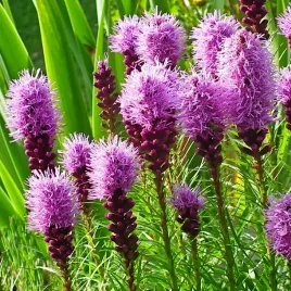 latria-klosowa-rozowo-fioletowa-nasiona-02g