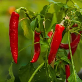 papryka-ostra-anaheim-czerwona-chili-nasiona-02g