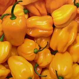 papryka-ostra-habanero-yellow-zolta-nasiona