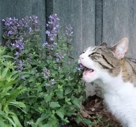 kocimietka-odstrasza-komary-nasiona-ziola