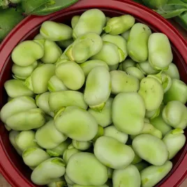 nasiona-bob-windsor-bialy