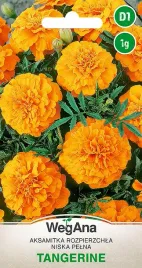 aksamitka-rozpirzchla-pomaranczowa-tangerine