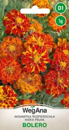 aksamitka-rozpierzchla-bolero-niska-nasiona