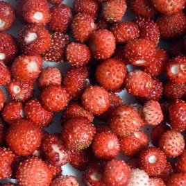 poziomka-baron-von-solemacher-nasiona