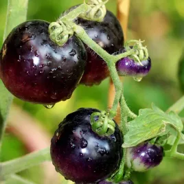 pomidor-black-cherry-koktajlowy-nasiona