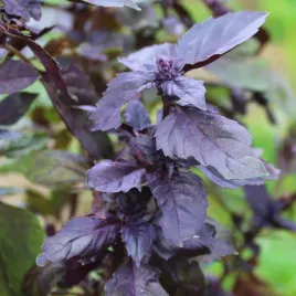 bazylia-czerwona-nasiona-ziola-05g