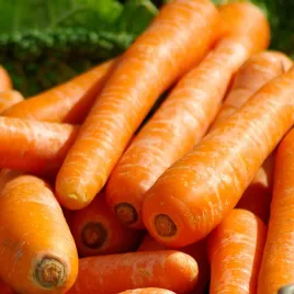 marchew-pierwszy-zbior-bardzo-wczesna-nasiona-5g